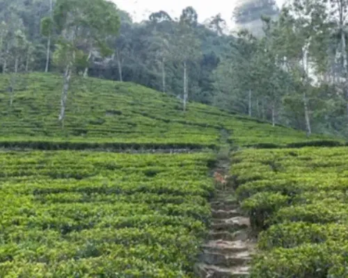 Private Nuwara Eliya Day Tour from Kandy with Pick up